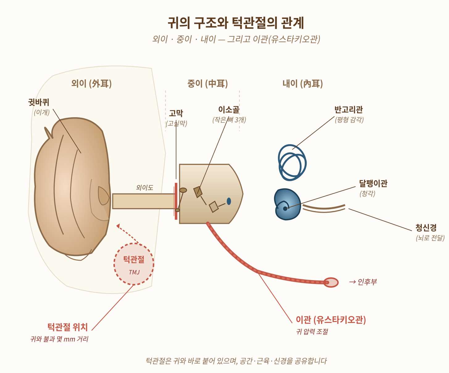 귀의 구조와 턱관절의 관계