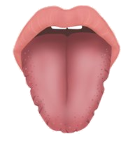 간허형 설진 이미지